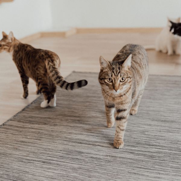 chats canva chats canva